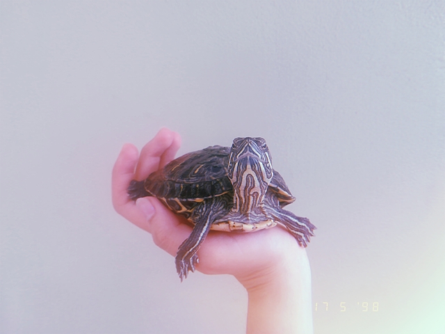 Turtle