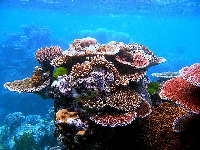Ocean acidification damaged corals and other calcifiers weakening their shells, preventing their growth, and causing them to die