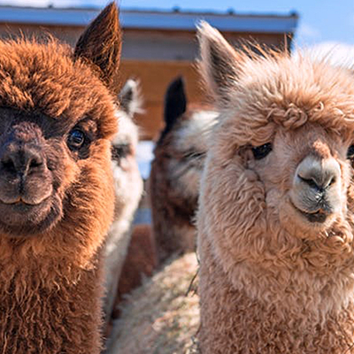 Timeline: Alpacas: Animals then and Now