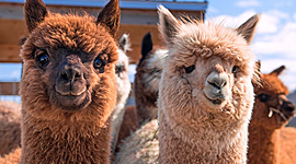 Timeline: Alpacas: Animals then and Now