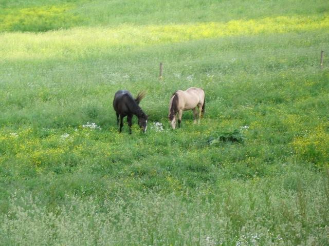 Sugar Hill Farm Converts to Dairy
