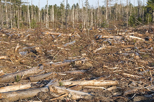 Abiotic Factors of an Ecosystem