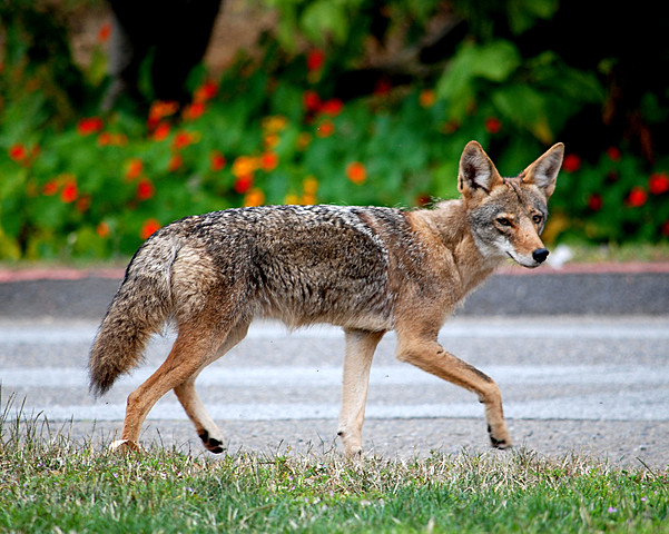Coyotes in the City