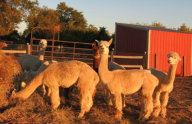 Alpacas in USA