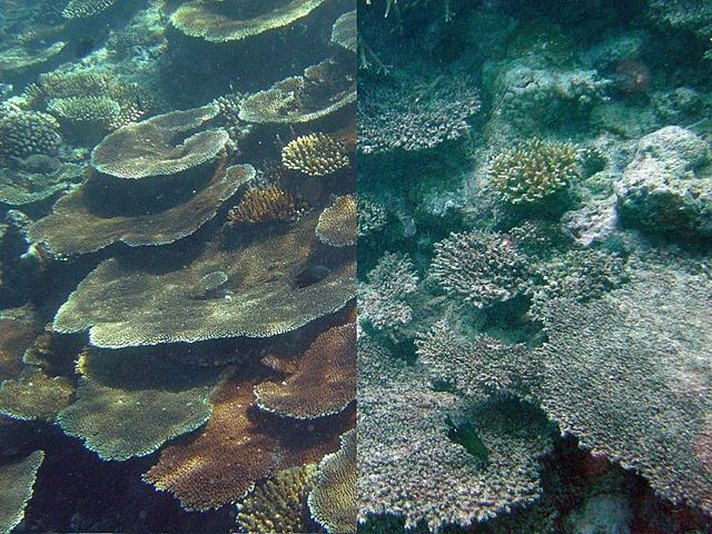 The Effect on Coral Reefs
