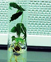 Primer Planta Transgénica