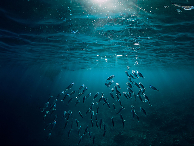 Introduction: (Abiotic Factors of an Ecosystem)