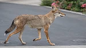Coyotes In the City