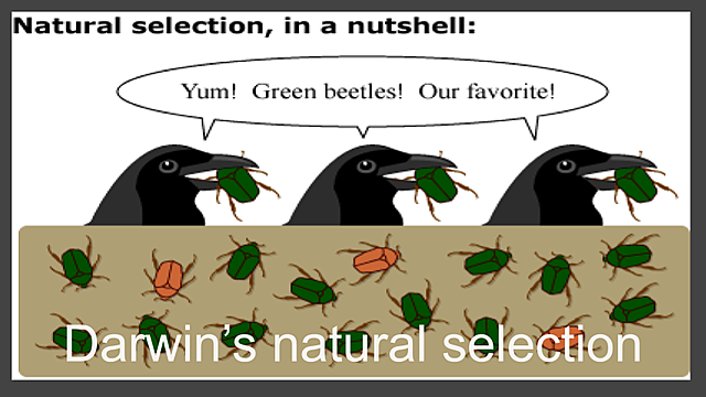 "Origin of Species" Natural selection