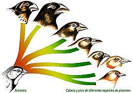 Charles Darwin (1859)