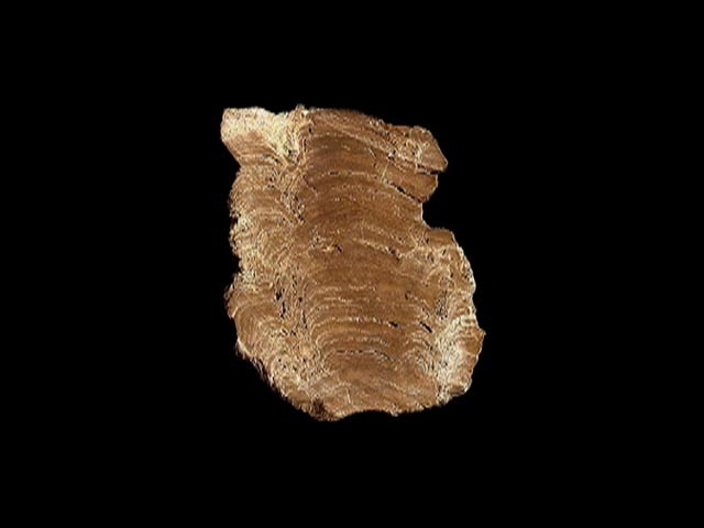 (3.5 Billion Years Ago) Fossils