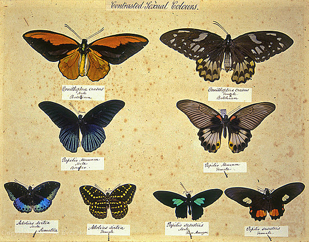 Alfred Russel Wallace (1889)