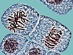 Hugo de Vries (1901)