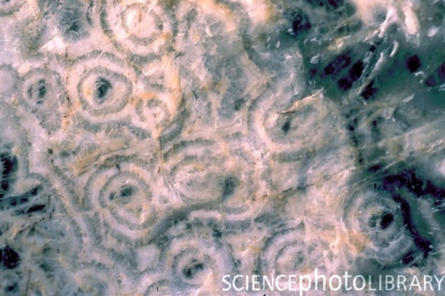 3.5 BYA Stromatolites