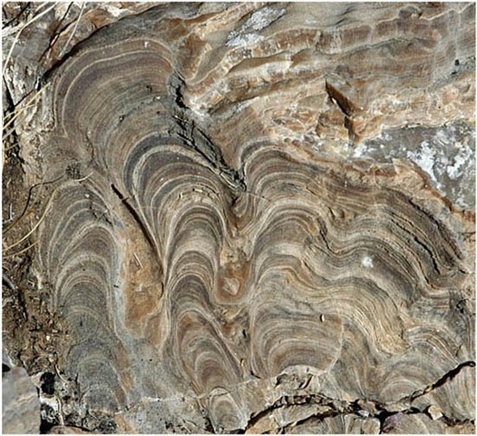 (3.5 BYA) Stromatolites