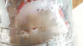 Timeline: Decomposição do Tomate