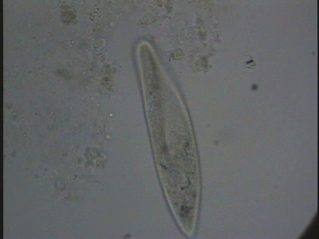 (1.5 BYA) First Cells