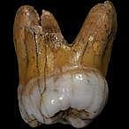 El genoma del denisovano, secuenciado