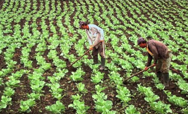 El currículo en la república (1903-1927)