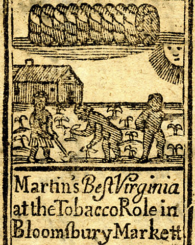 First tobacco crop was planted