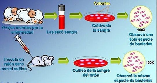 Robert Kock. Aislamiento del primer microorganismo.