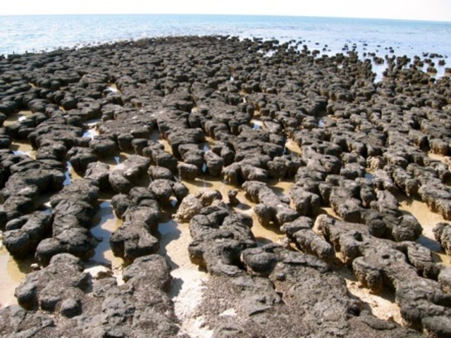 (3.5 BYA) Stromalites