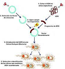 Enzimas de restricción