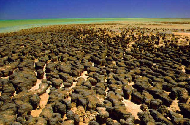 (3.5 BYA) Stromatolites