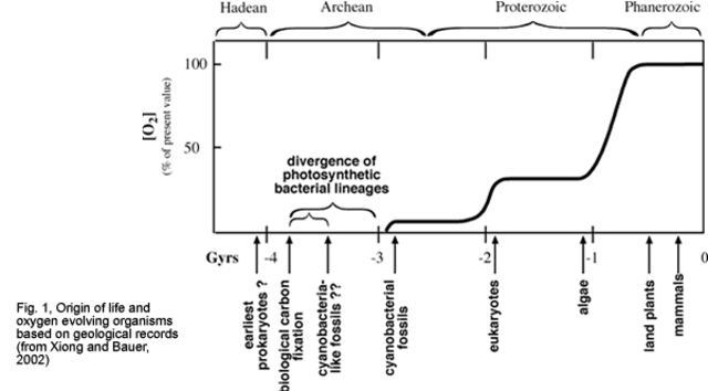 (3 BYA) Photosynthetic