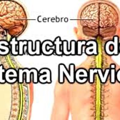 Timeline: Estructura del sistema nervioso