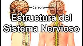 Timeline: Estructura del sistema nervioso