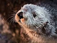 Introduction: Trend of Otter Population Growth