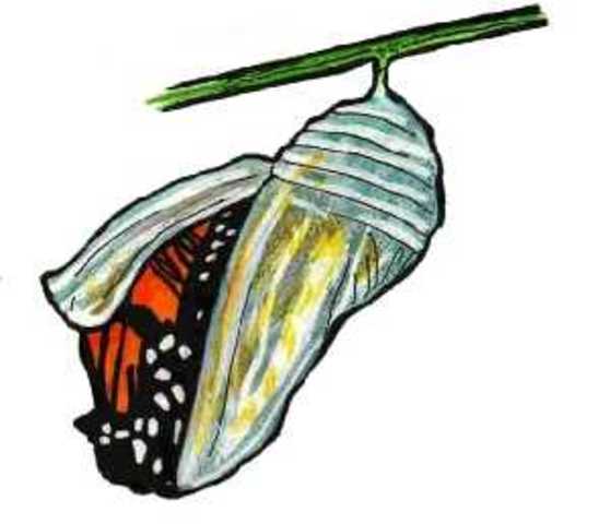 The Chrsalis (Cocoon)