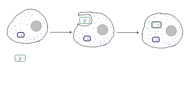 (2-1.5 BYA) Endosymbiosis
