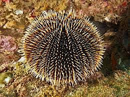 The Decrease in Sea Urchin Population