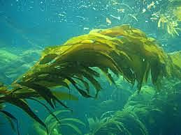 An Increase in Kelp