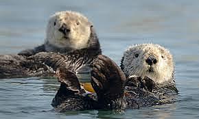 The increase of Sea Otters