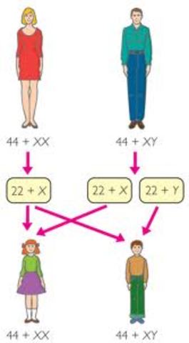 cromosomas en la herencia