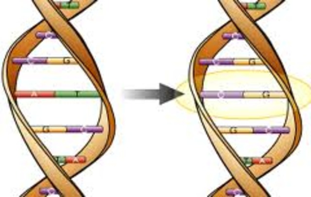 surge el termino mutacion