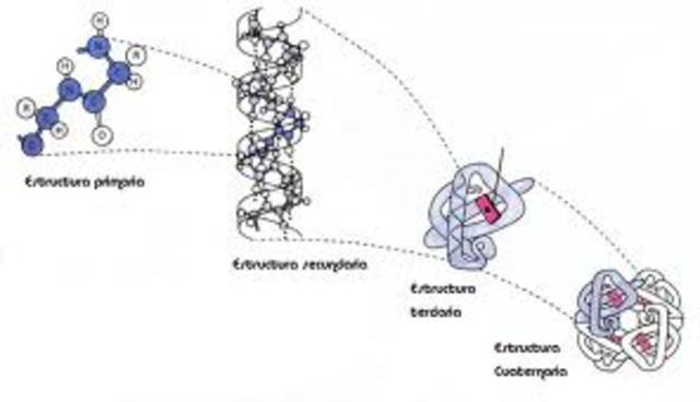 los genes codifican proteínas