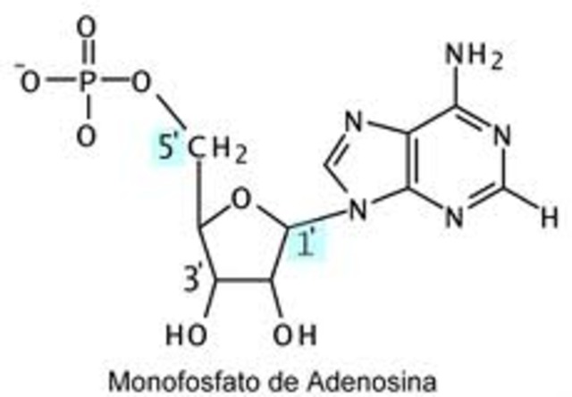 las proporciones de cada nucleótido siguen algunas reglas