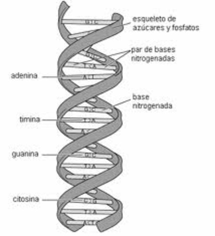 ADN doble helice