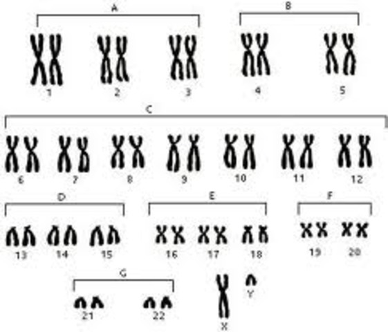 ser humano 46 cromosomas