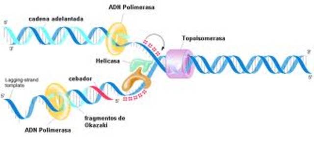 reacción en cadena de la polimerasa
