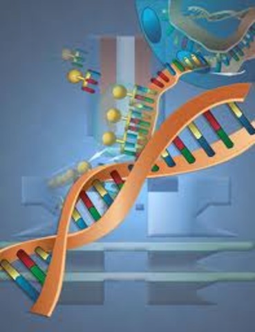 código genético humano