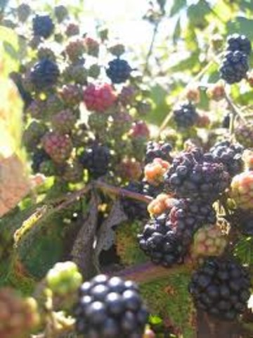 cultivos genéticamente modificados