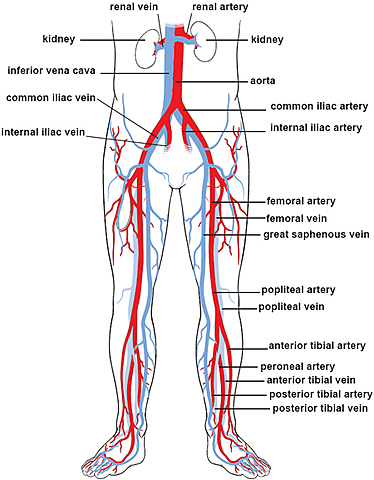Arteries or Veins