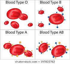 Major blood types