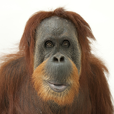 Timeline: Orangutan Timeline by : Jackson and Parker