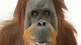 Timeline: Orangutan Timeline by : Jackson and Parker